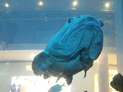 -乐从天佑城海洋馆