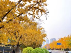 -三里屯东五街银杏大道