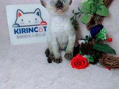 -十年猫舍·猫咪专门店(普陀店)