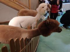 -藦茜花园宠物主题亲子互动体验馆(国顺东路店)