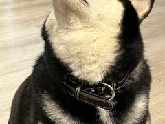-柴迷FANS CLUB·柴犬狗咖·猫咖