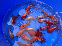 -华声天桥民俗文化园