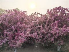 -海棠花溪(元大都城垣遗址公园)
