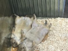 -龟与熊猫宠物公园(南坪店)