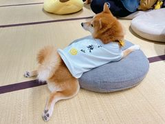 -逗柴咖啡屋·狗咖猫咖宠物桌游