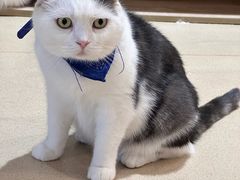 -藏猫猫咖啡主题馆(中央大道店)