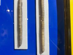 -上海昆虫博物馆