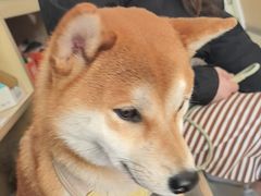 -宠福鑫康馨动物医院·骨科·眼科