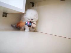 -70cat德文卷毛猫·缅因猫纯种猫舍