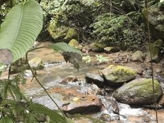-莫里热带雨林景区