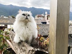 -喵屿·大理花园猫咖