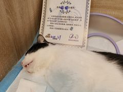 -恒幸动物医院·急重症转诊中心·神经内外科·CT核磁