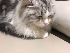 -猫腻·猫咖·撸猫馆(星光大道店)