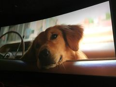 -天幕新彩云国际影城(激光巨幕店)