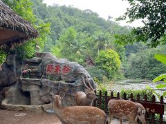-野象谷景区