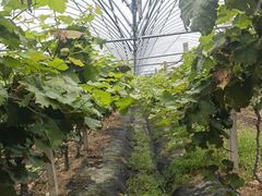 -马陆小张葡萄园农家乐