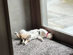 -Again Coffee Roaster(香蜜湖店)