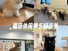 -有喵·猫咖·狗咖·30几只猫10只小狗(岗厦店)