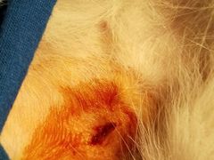 -伟伟宠物医院·CT影像中心·瑞派犬猫综合性门诊(汉口总院)