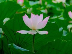 -荔湾湖公园