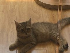 -啵啵喵·猫咖(攀华国际店)