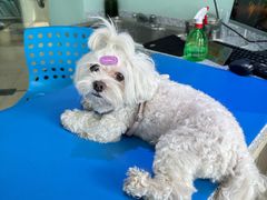 -瑞派申生动物医院·24H夜诊·国际动物医疗中心·骨外科(吴中路店)