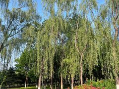 -大兴滨河森林公园