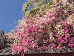 -深圳国际园林花卉博览园