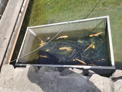 -京北渔家傲