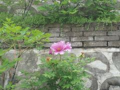 -盛世牡丹苑生态文化旅游区