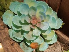 -老牌坊云南鱼豆花火锅(哈西万达店)