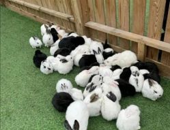 -萌宠亲子动物乐园(槐房万达店)