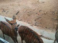 -清迈夜间动物园