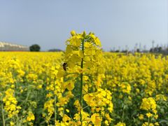 -中国天府农业博览园