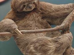 -国家自然博物馆