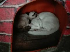 -喵店&猫咖