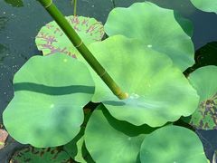 -洛阳市隋唐城遗址植物园