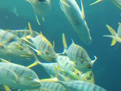 -北戴河圣蓝海洋公园