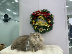 -爱洗澡的猫(望京店)