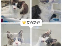 -lincat·猫舍(广州店)