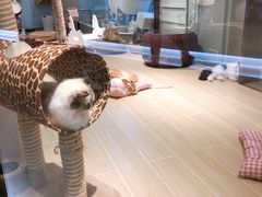 -momokira米努特·德文卷毛猫·棉花面纱犬