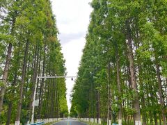 -黄海国家森林公园