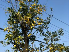 -悦哉·派对·草坪婚礼·围炉煮茶(三圣乡店)