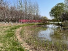 -大兴滨河森林公园