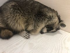 -浣熊柯尔鸭土拨鼠·电玩咖