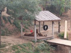 -石家庄市动物园