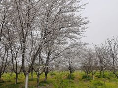 -天王浮山樱花园