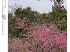-丹樱生态园