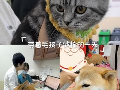 -美联众合动物医院·24h转诊中心