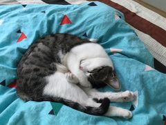 -瑞鹏宠物医院·骨科·猫科·内科(第一中心)